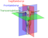 290px-human_anatomy_koerperebenen.svg.png